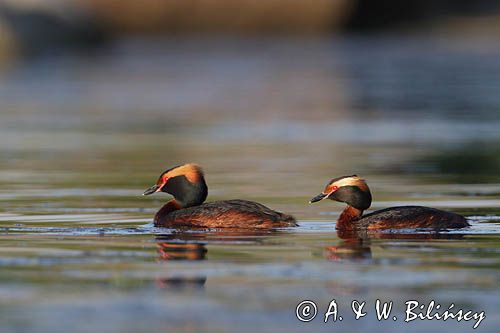 perkoz rogaty Podiceps auritus para