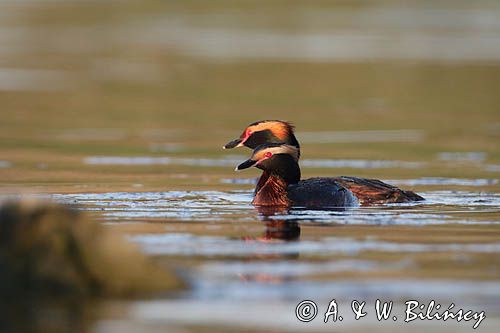 perkoz rogaty Podiceps auritus para