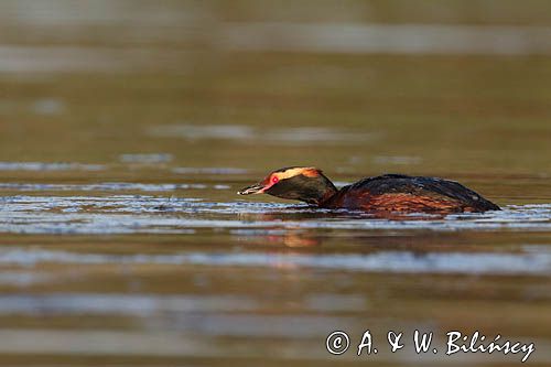 perkoz rogaty Podiceps auritus