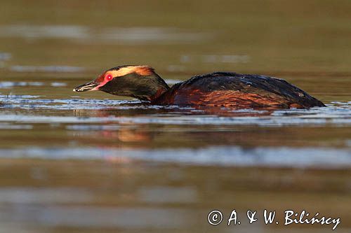 perkoz rogaty Podiceps auritus