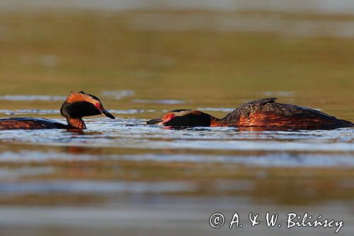 perkoz rogaty Podiceps auritus para