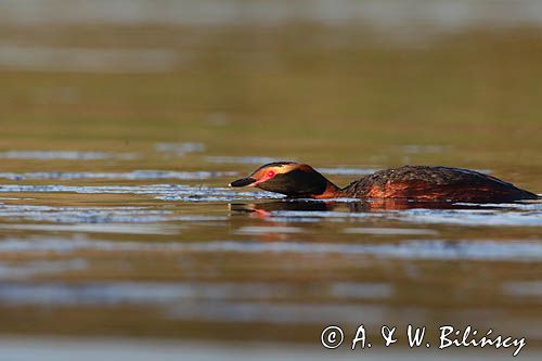 perkoz rogaty Podiceps auritus