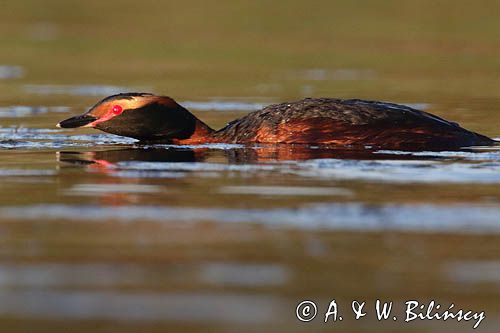 perkoz rogaty Podiceps auritus