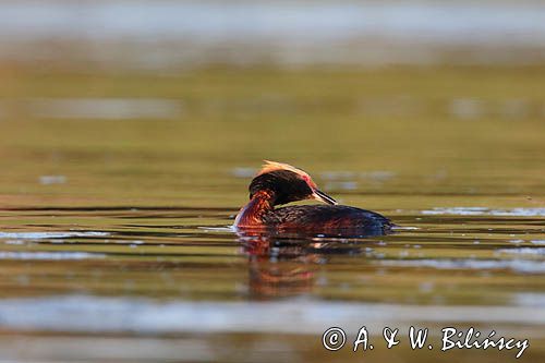 perkoz rogaty Podiceps auritus