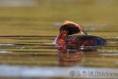 perkoz rogaty Podiceps auritus