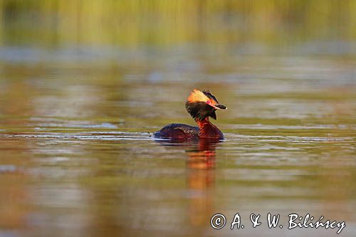 perkoz rogaty Podiceps auritus