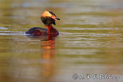 perkoz rogaty Podiceps auritus