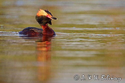 perkoz rogaty Podiceps auritus