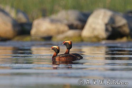 perkoz rogaty Podiceps auritus para