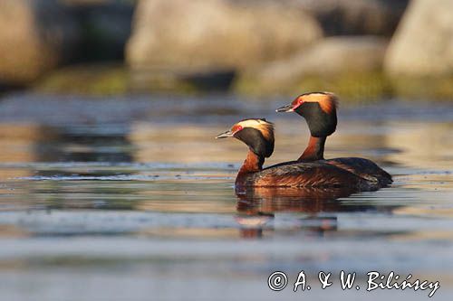 perkoz rogaty Podiceps auritus para