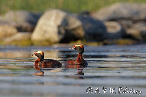 perkoz rogaty Podiceps auritus para