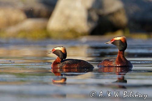 perkoz rogaty Podiceps auritus para