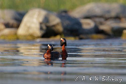 perkoz rogaty Podiceps auritus para