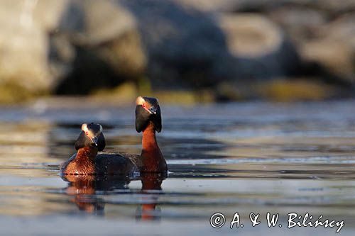 perkoz rogaty Podiceps auritus para