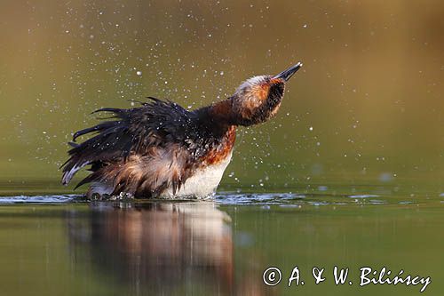 perkoz rogaty Podiceps auritus