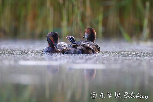 perkoz rogaty Podiceps auritus para z pisklęciem