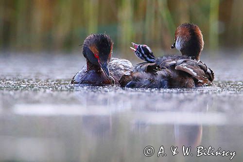 perkoz rogaty Podiceps auritus para z pisklętami