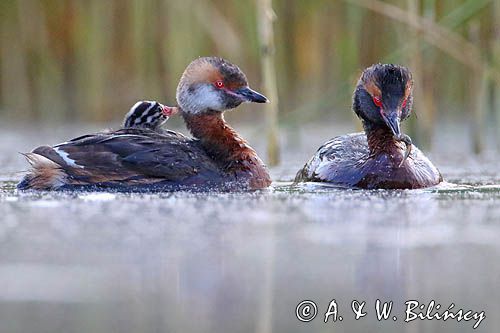 perkoz rogaty Podiceps auritus para z pisklętami