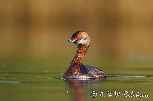 perkoz rogaty Podiceps auritus