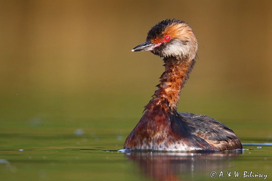 perkoz rogaty Podiceps auritus