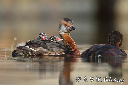 perkoz rogaty Podiceps auritus para z pisklętami