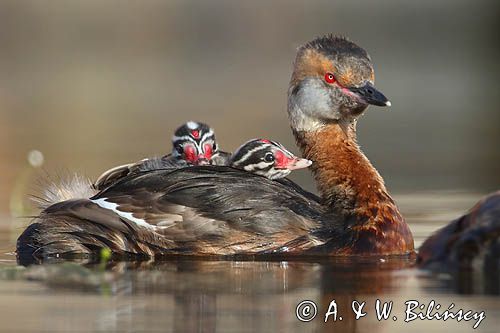 perkoz rogaty Podiceps auritus para z pisklętami