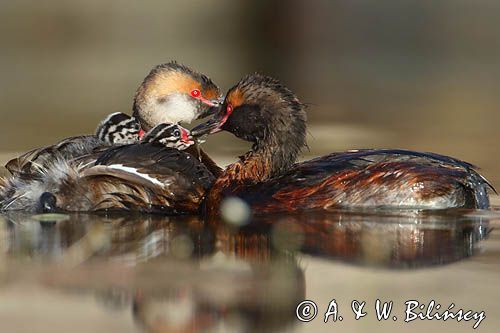 perkoz rogaty Podiceps auritus para z pisklętami