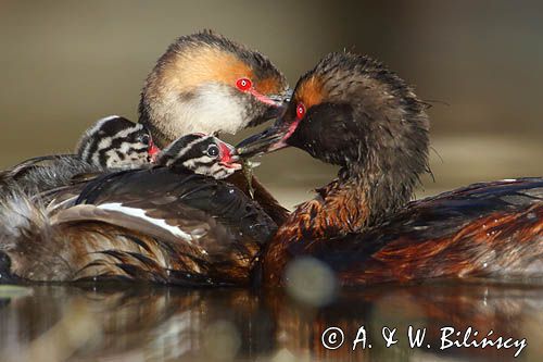 perkoz rogaty Podiceps auritus para z pisklętami