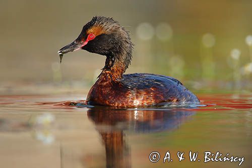 perkoz rogaty Podiceps auritus