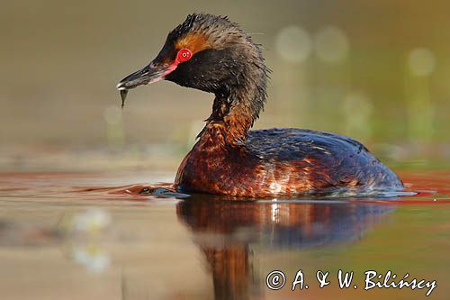 perkoz rogaty Podiceps auritus