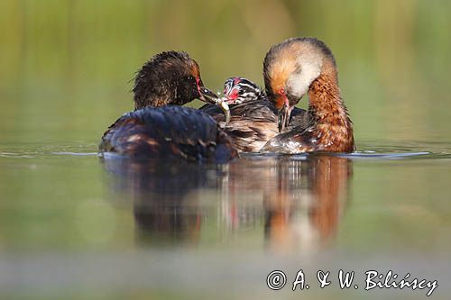 perkoz rogaty Podiceps auritus para z pisklęciem, karmienie