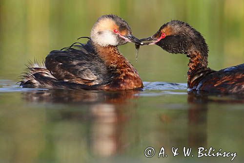perkoz rogaty Podiceps auritus para zaloty
