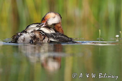 perkoz rogaty Podiceps auritus