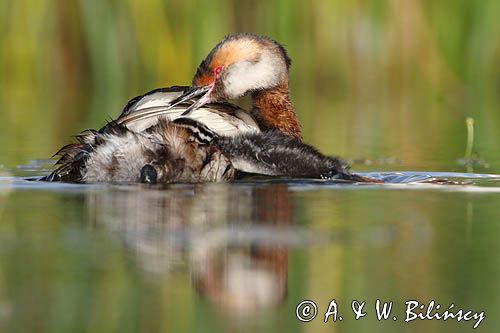 perkoz rogaty Podiceps auritus