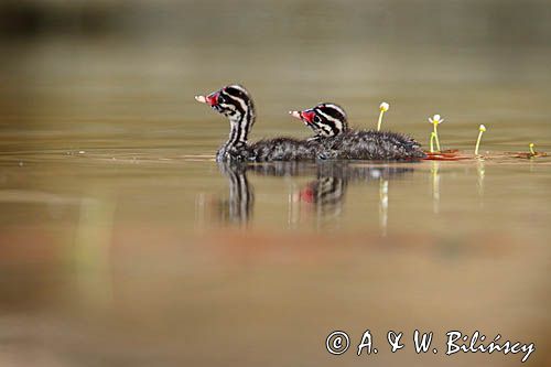 perkoz rogaty Podiceps auritus, pisklęta