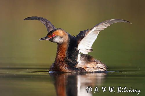 perkoz rogaty Podiceps auritus