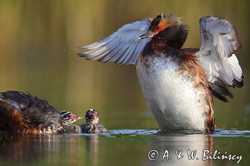 perkoz rogaty Podiceps auritus para z pisklętami