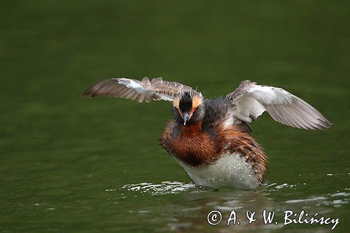 perkoz rogaty Podiceps auritus