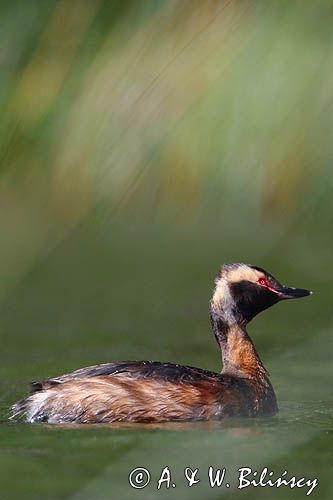 perkoz rogaty Podiceps auritus