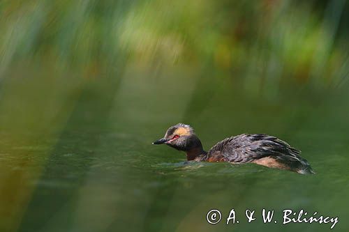 perkoz rogaty Podiceps auritus