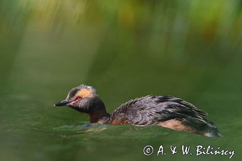 perkoz rogaty Podiceps auritus