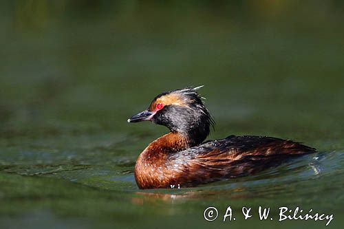 perkoz rogaty Podiceps auritus