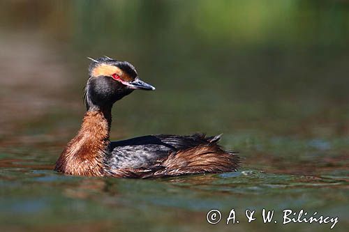 perkoz rogaty Podiceps auritus