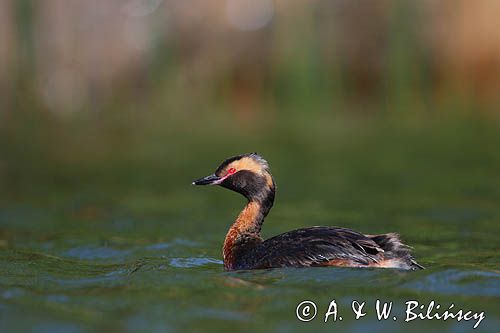 perkoz rogaty Podiceps auritus