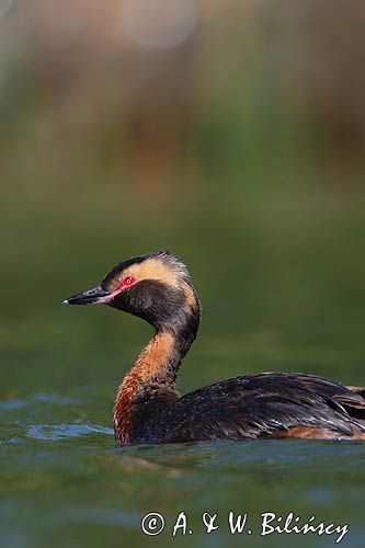 perkoz rogaty Podiceps auritus