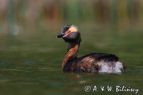 perkoz rogaty Podiceps auritus