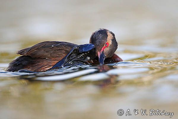 perkoz rogaty Podiceps auritus