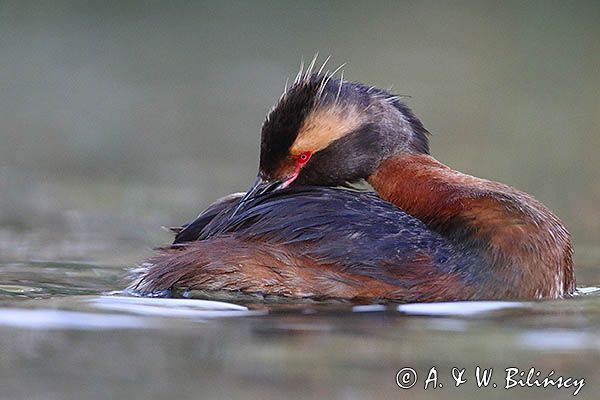perkoz rogaty Podiceps auritus