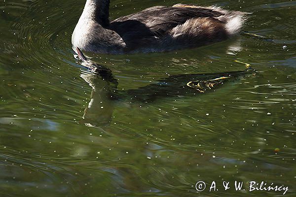 perkoz dwuczuby, Podiceps cristatus, wynurzanie