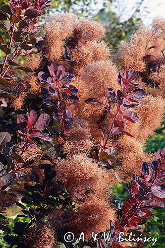 perukowiec podolski Cotinus coggygria